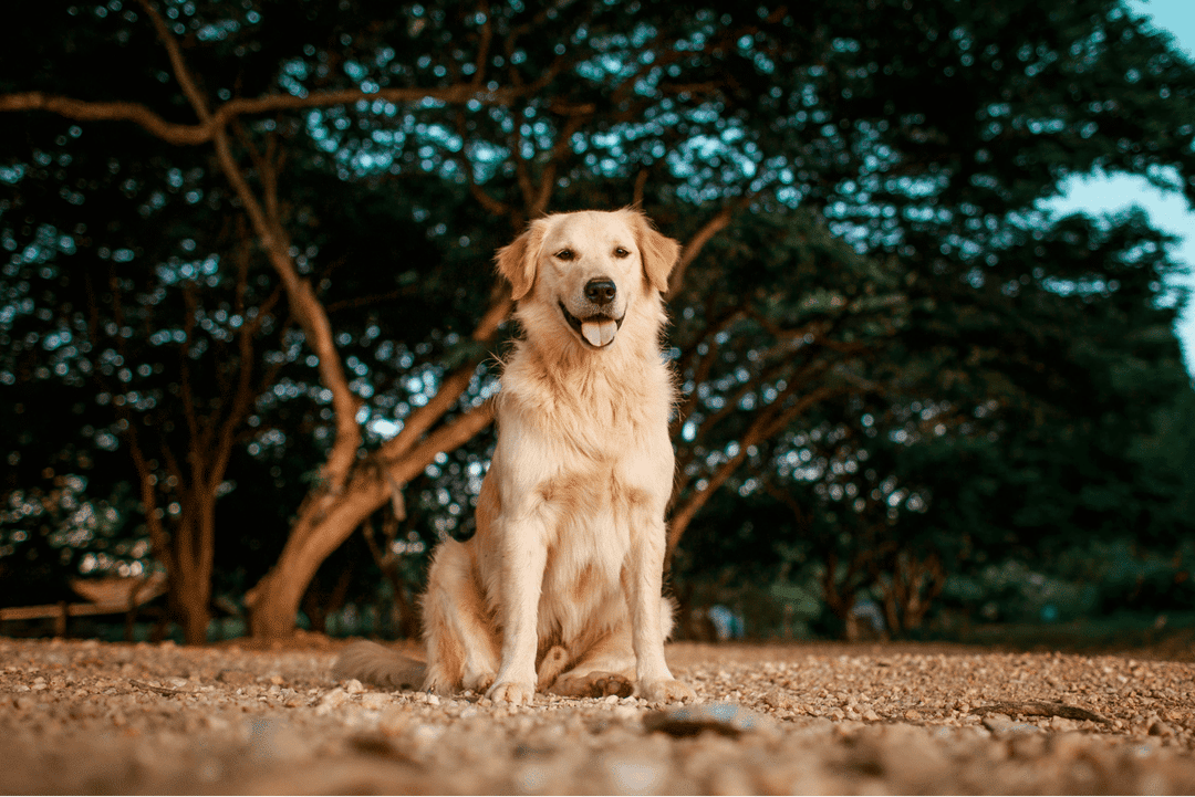 Golden Retriever2.png