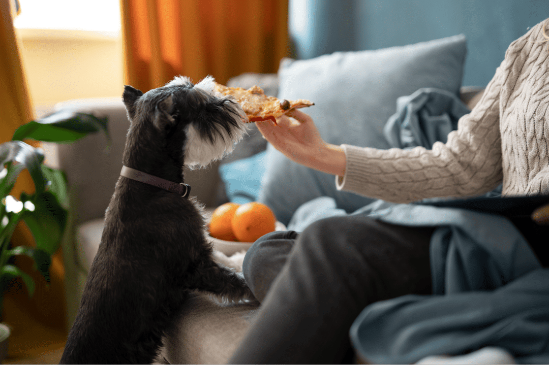 Descubra las principales fuentes naturales de vitamina D para perros y cómo agregarlas de manera segura a la dieta de su mascota para mantener una salud y fortaleza ósea óptimas.