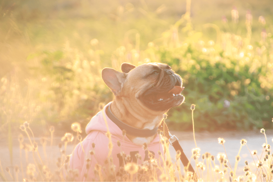 Conozca las mejores fuentes naturales de vitamina D para perros, cómo incorporarlas de forma segura a la dieta de su perro y la importancia de los controles veterinarios periódicos.