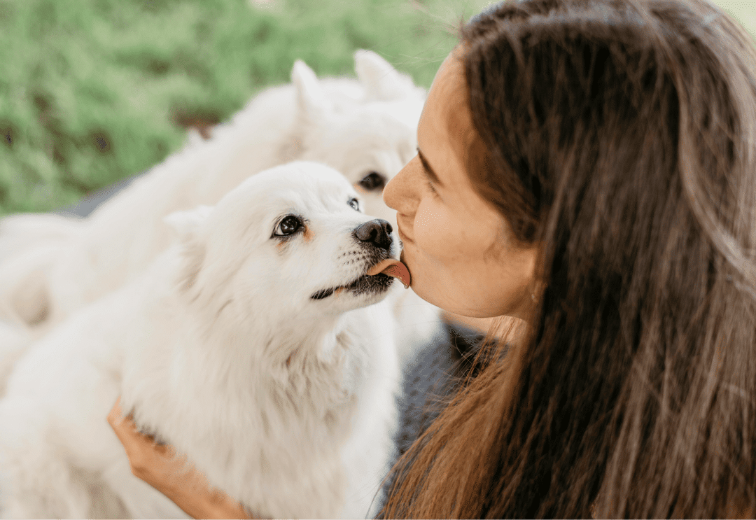 Aprenda cómo los perros muestran amor con estos 10 signos conmovedores. Comprenda el afecto de su perro para construir un vínculo más fuerte y una relación más feliz.